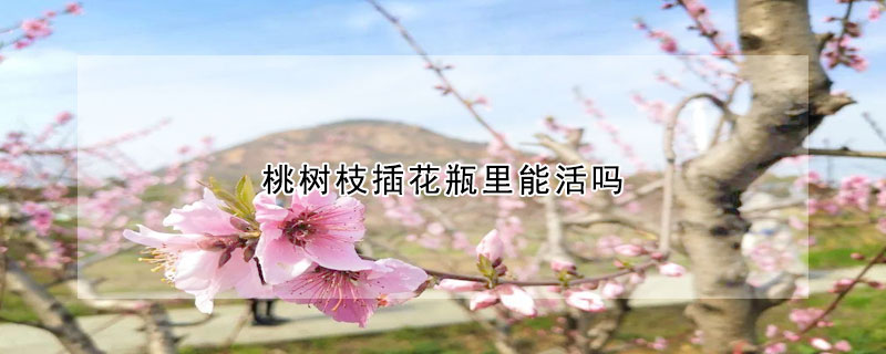 桃樹(shù)枝插花瓶里能活嗎