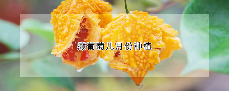 癩葡萄幾月份種植