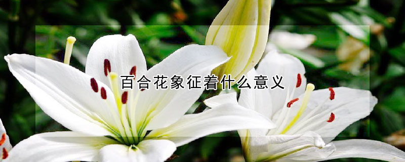 百合花象征著什么意義