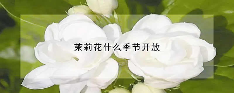 茉莉花什么季節開放