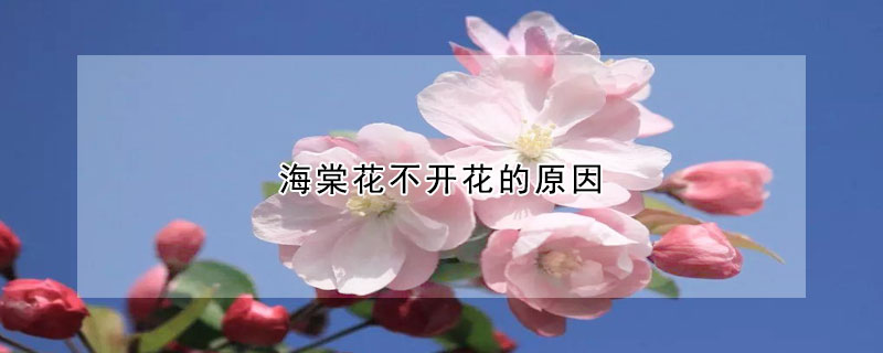 海棠花不開(kāi)花的原因