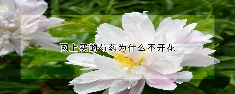 網(wǎng)上買(mǎi)的芍藥為什么不開(kāi)花