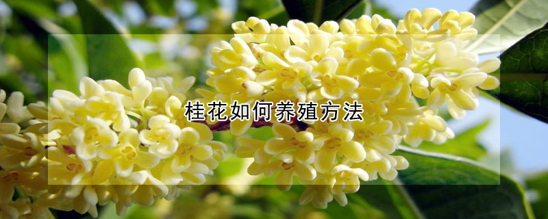 桂花如何養(yǎng)殖方法