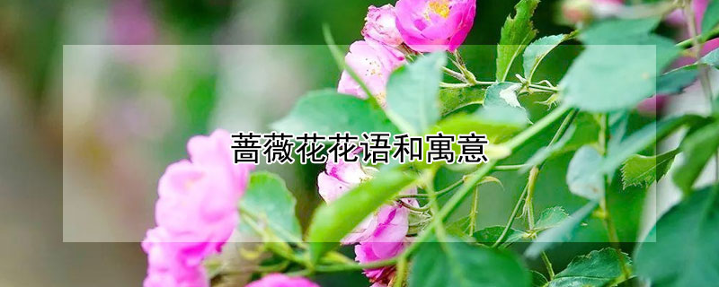 薔薇花花語和寓意