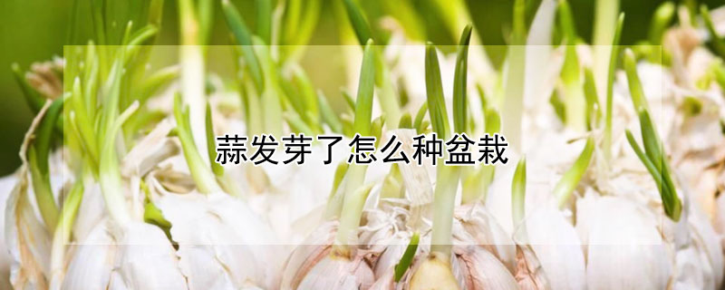 蒜發(fā)芽了怎么種盆栽