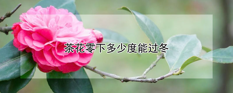 茶花零下多少度能過冬