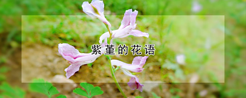 紫堇的花語