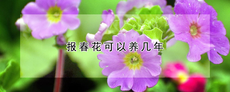 報春花可以養幾年