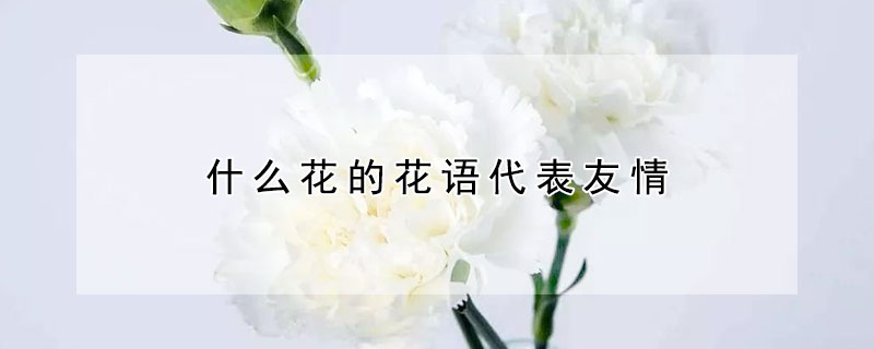 什么花的花語代表友情