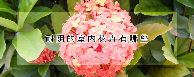 耐陰的室內花卉有哪些