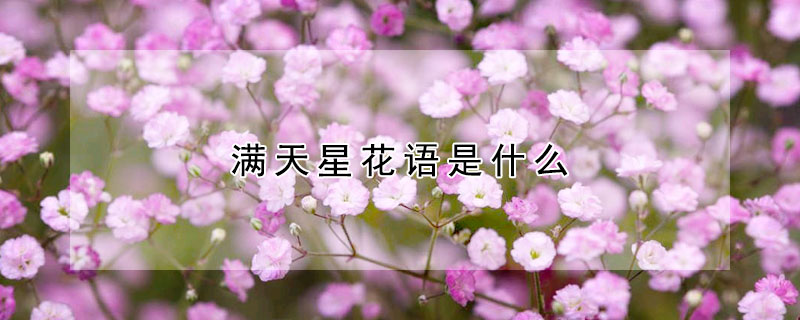 滿天星花語(yǔ)是什么