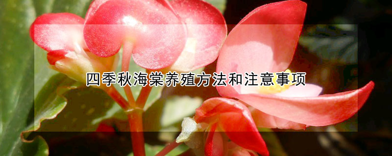 四季秋海棠養(yǎng)殖方法和注意事項(xiàng)