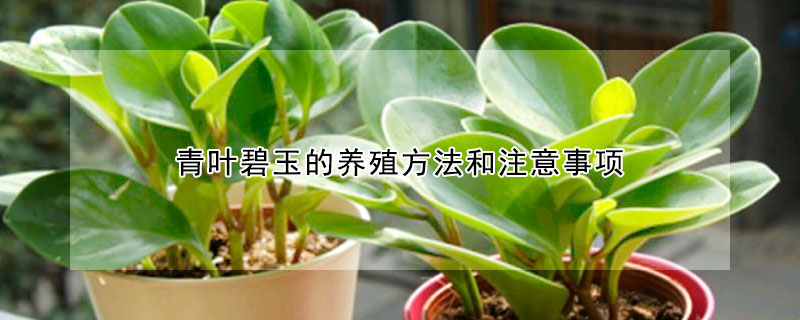 青葉碧玉的養(yǎng)殖方法和注意事項