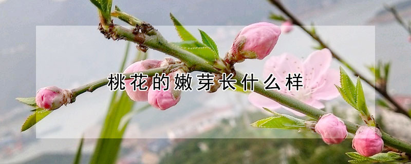 桃花的嫩芽長(zhǎng)什么樣