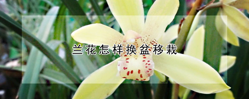 蘭花怎樣換盆移栽