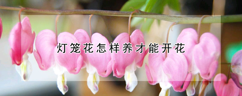 燈籠花怎樣養(yǎng)才能開花