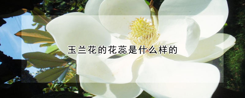 玉蘭花的花蕊是什么樣的