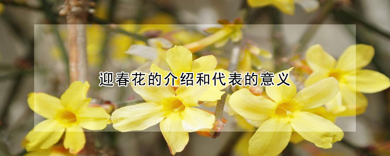 迎春花的介紹和代表的意義