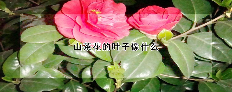 山茶花的葉子像什么