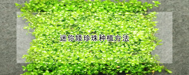 迷你矮珍珠種植方法