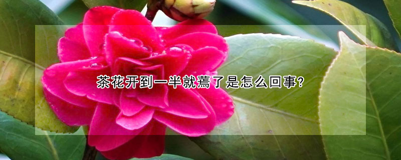 茶花開(kāi)到一半就蔫了是怎么回事?