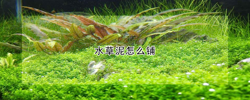 水草泥怎么鋪