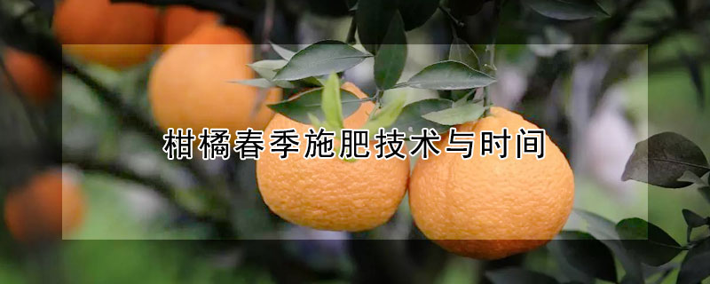 柑橘春季施肥技術(shù)與時間