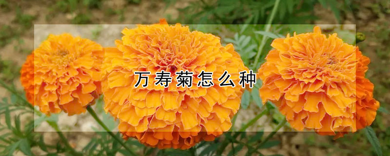 萬壽菊怎么種