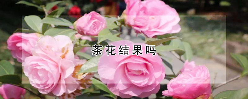 茶花結果嗎