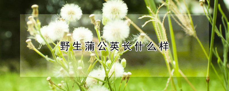 野生蒲公英長(zhǎng)什么樣