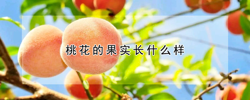 桃花的果實(shí)長(zhǎng)什么樣