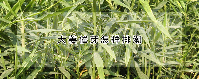 大姜催芽怎樣排潮