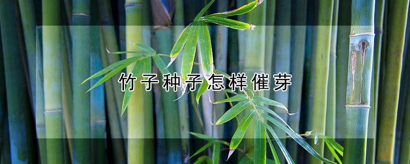 竹子種子怎樣催芽