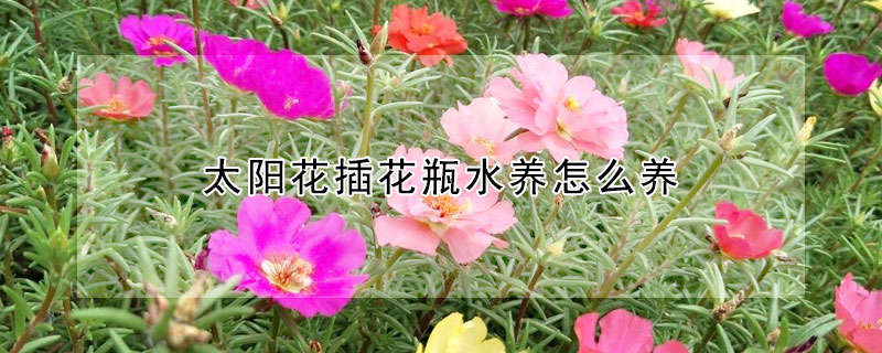 太陽花插花瓶水養(yǎng)怎么養(yǎng)