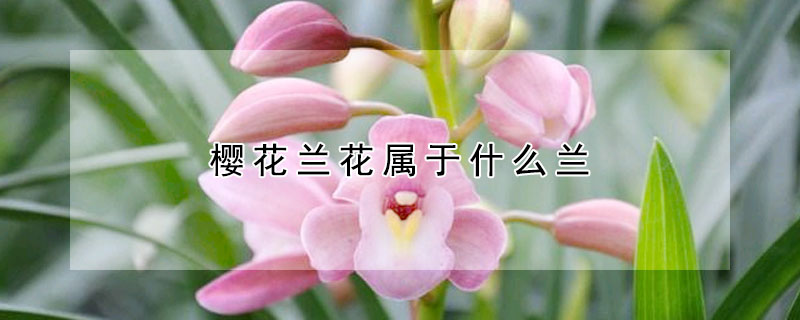 櫻花蘭花屬于什么蘭