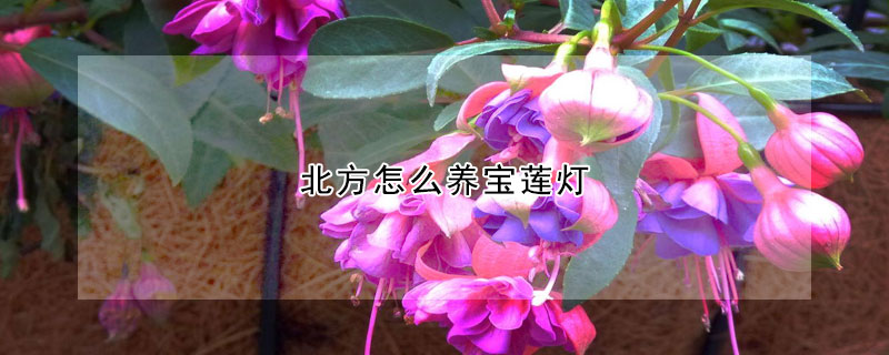 北方怎么養(yǎng)寶蓮燈