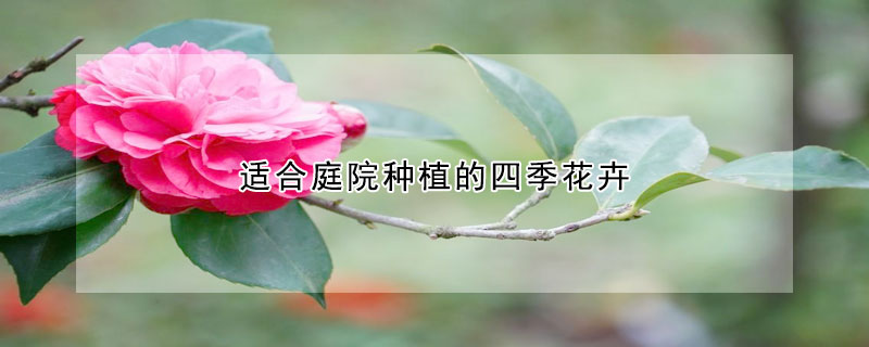 適合庭院種植的四季花卉