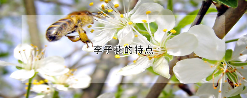 李子花的特點(diǎn)