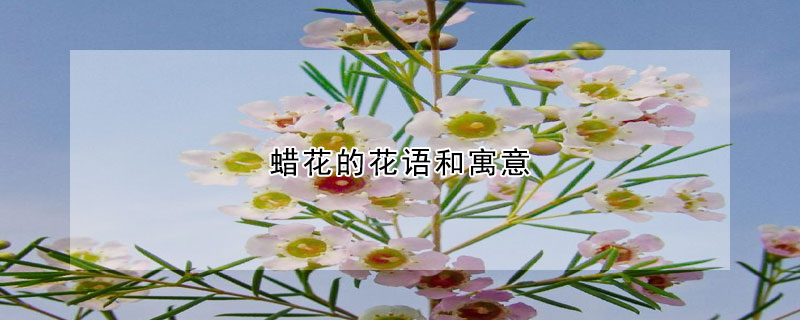 蠟花的花語(yǔ)和寓意