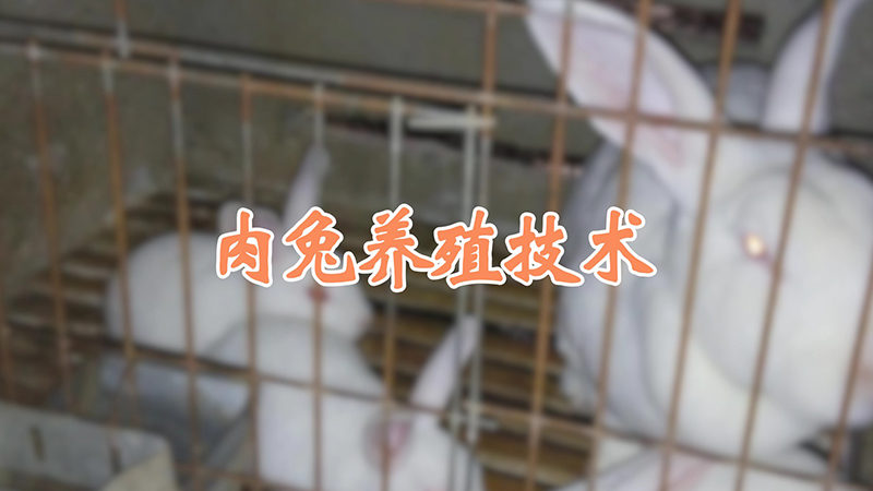 肉兔養(yǎng)殖技術