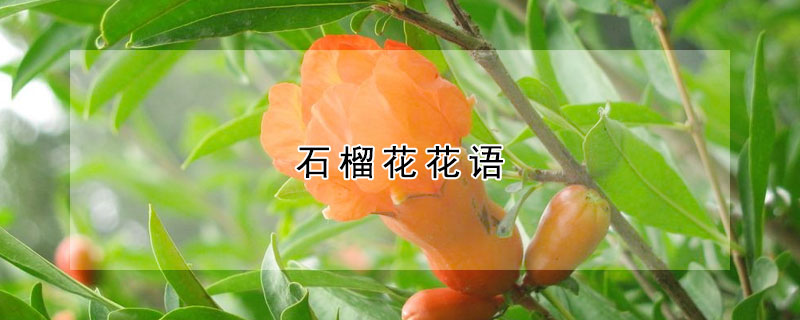 石榴花花語