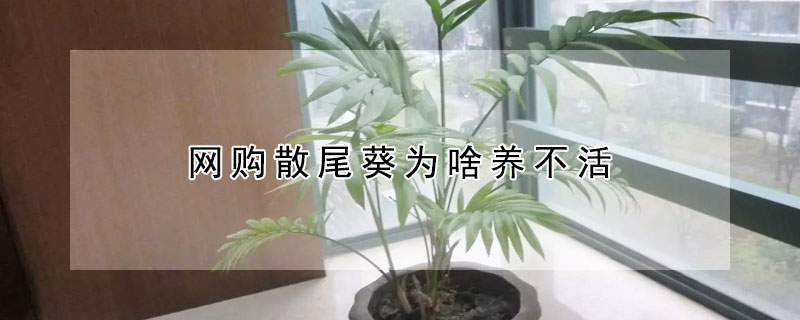 網購散尾葵為啥養不活