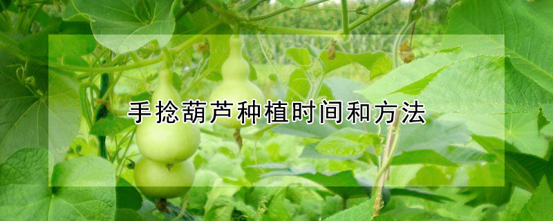 手捻葫蘆種植時間和方法