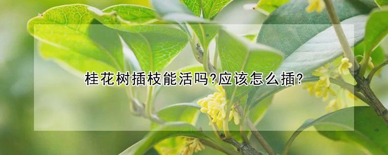 桂花樹插枝能活嗎?應該怎么插?