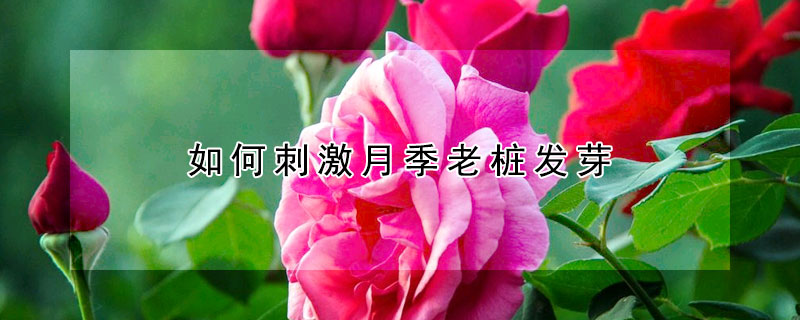 如何刺激月季老樁發(fā)芽