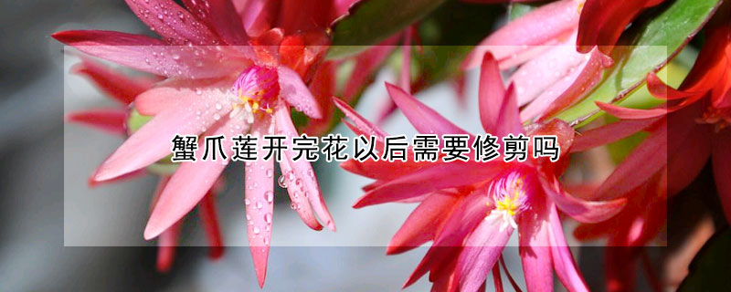 蟹爪蓮開完花以后需要修剪嗎