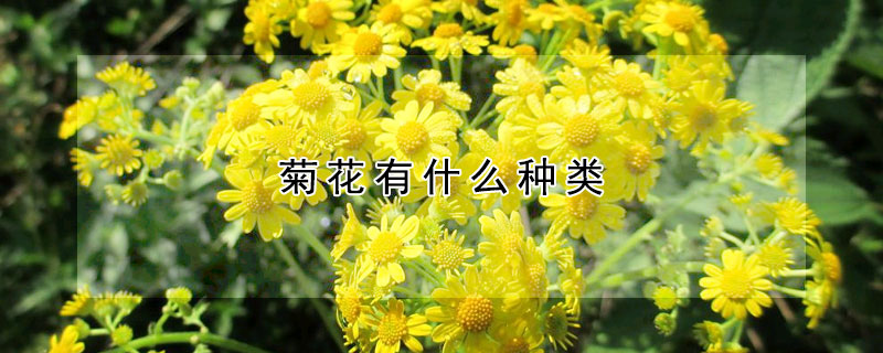 菊花有什么種類