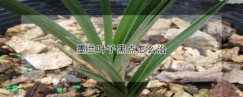 墨蘭葉子黑點(diǎn)怎么治