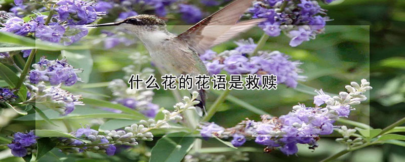 什么花的花語是救贖