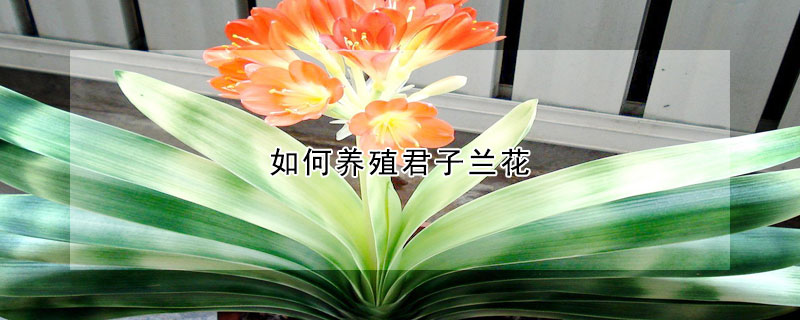 如何養殖君子蘭花